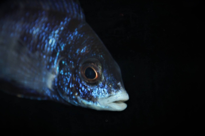 Placidochromis phenochilus 'Mdoka Reef'